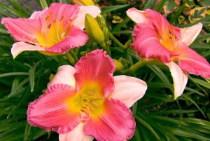 Hemerocallis ´Final Touch´